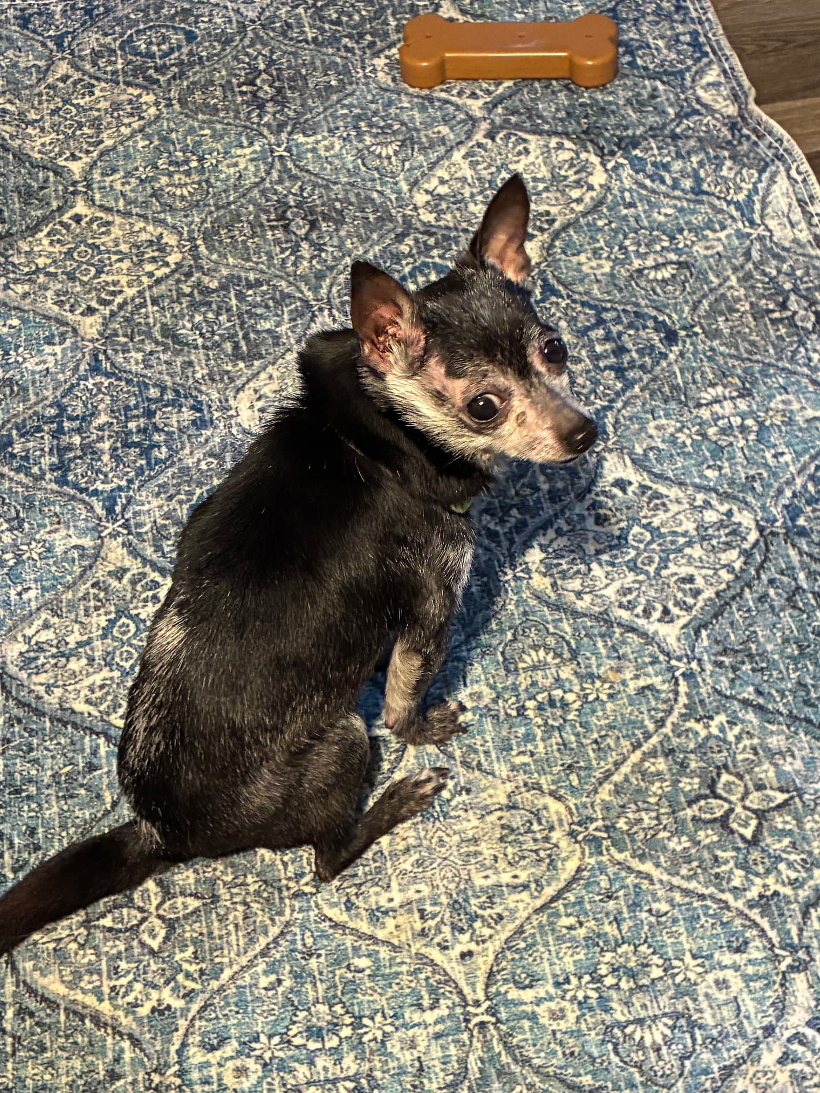 Elvis - Chihuahua