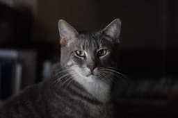 Toby image 1