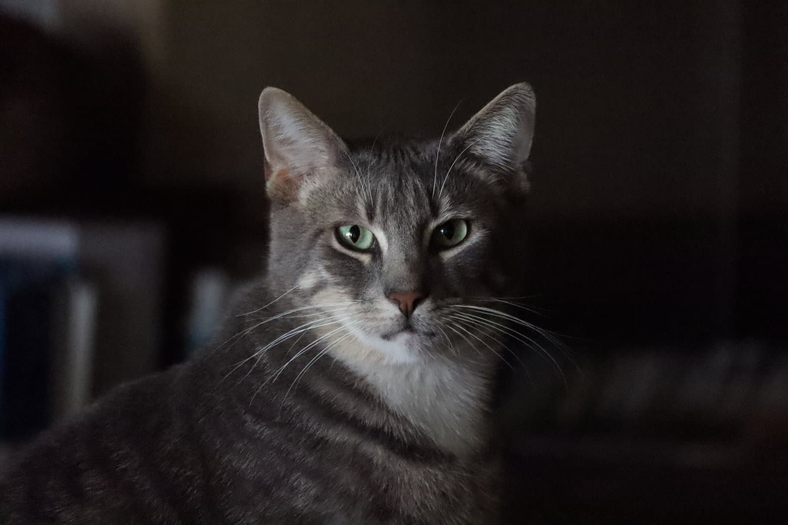 Toby - Domestic Short Hair