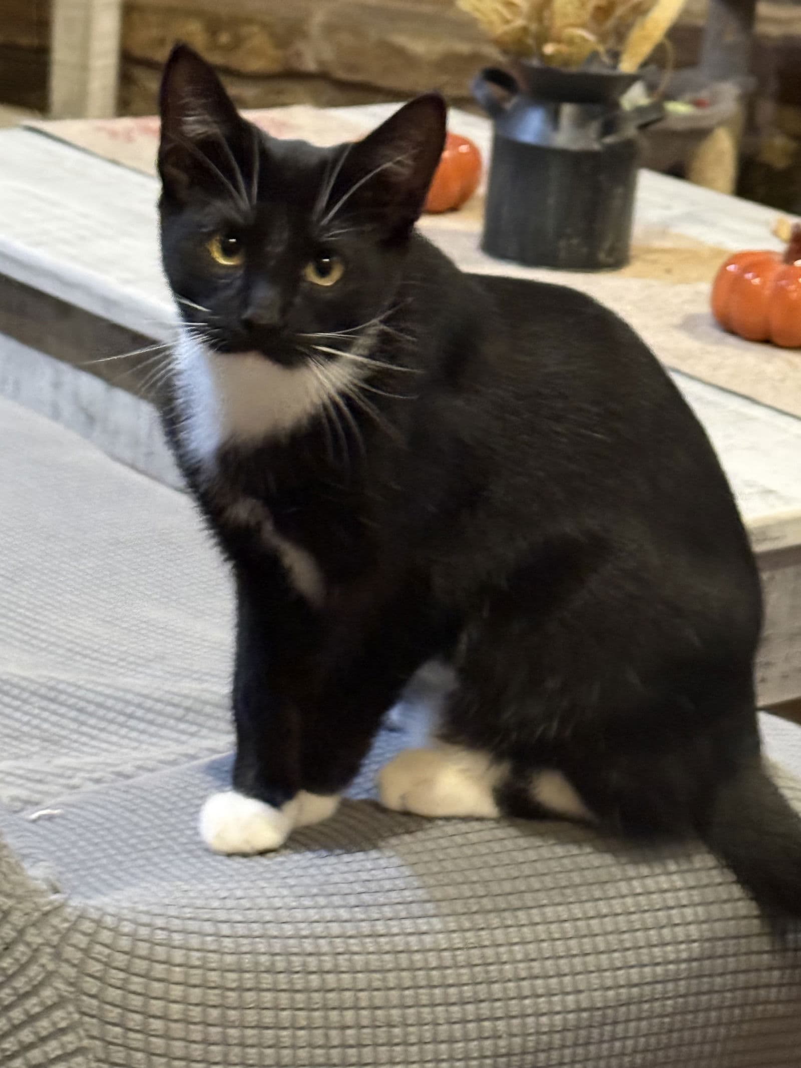 Max - Domestic Short Hair