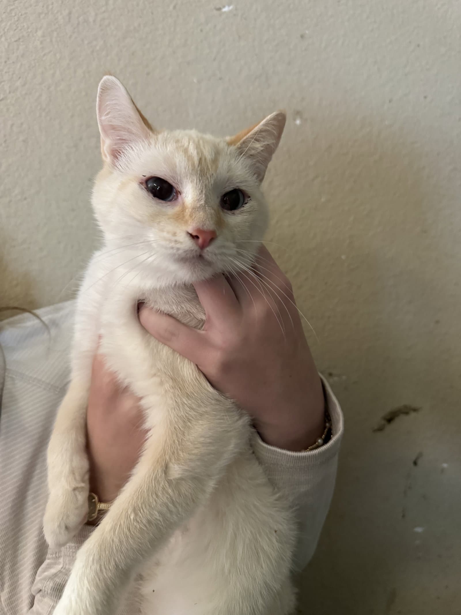Kira - Domestic Short Hair