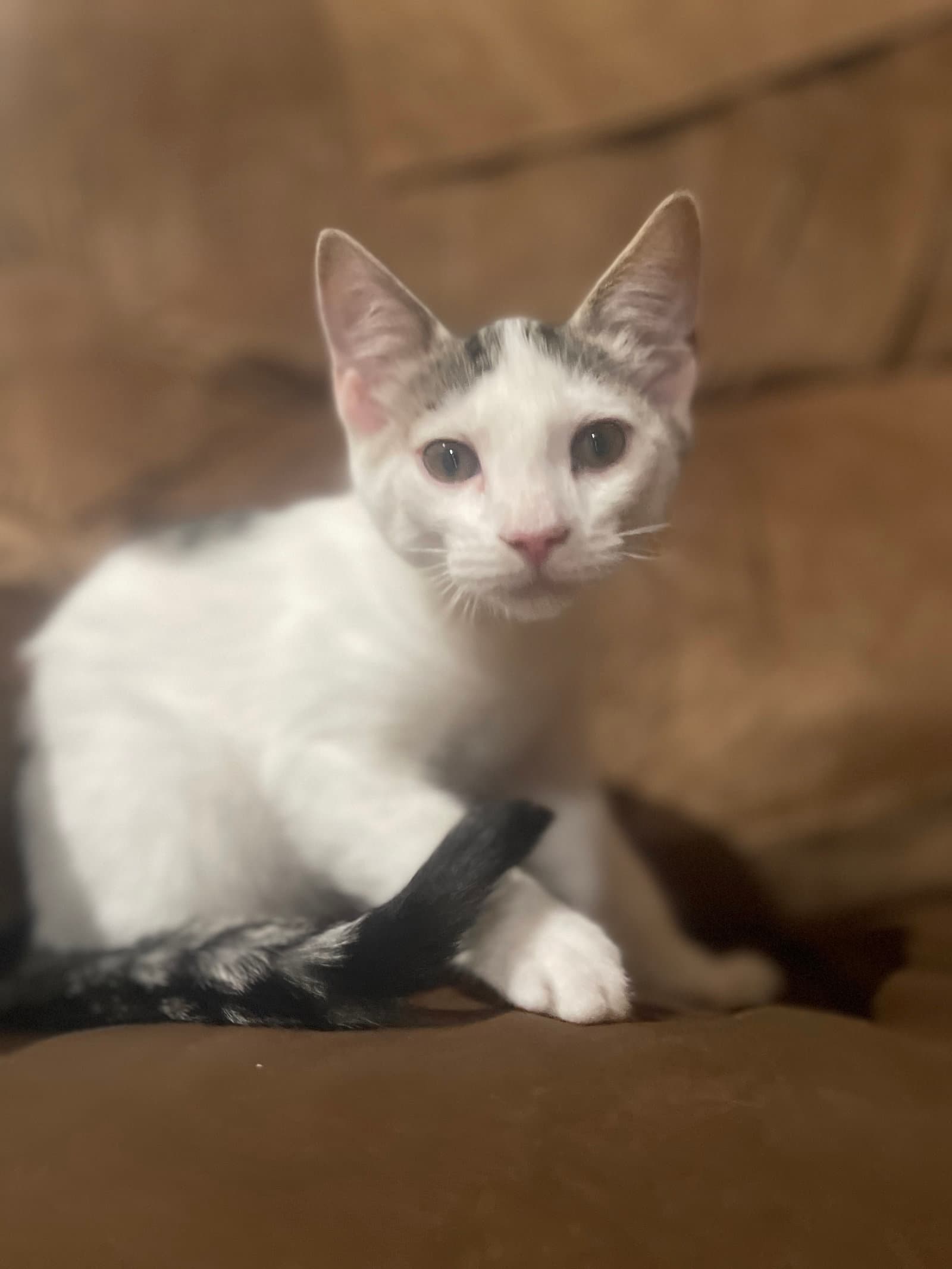 Artie - Domestic Short Hair