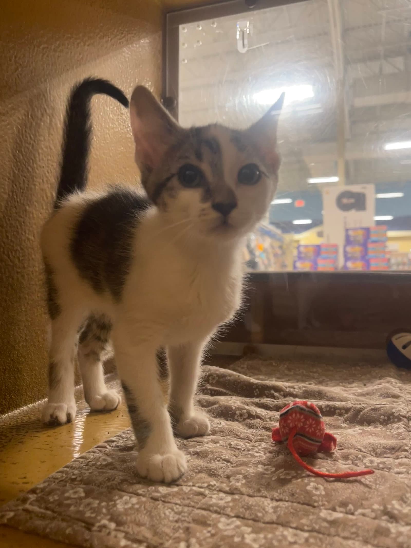 Nugget - Domestic Short Hair