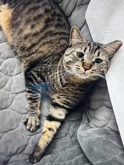 Timmy image 1