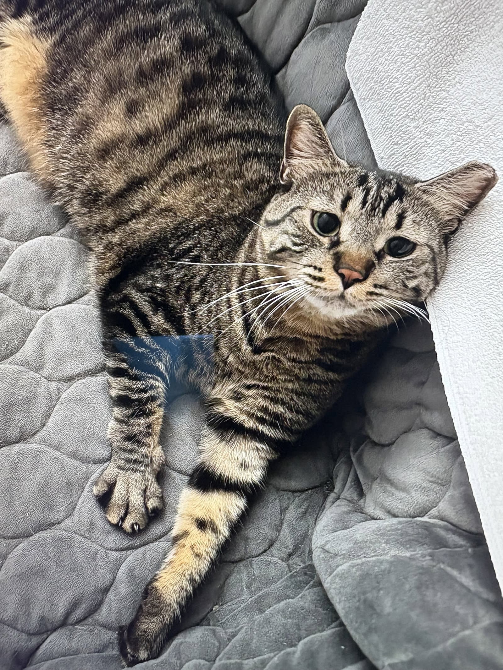 Timmy - Domestic Short Hair