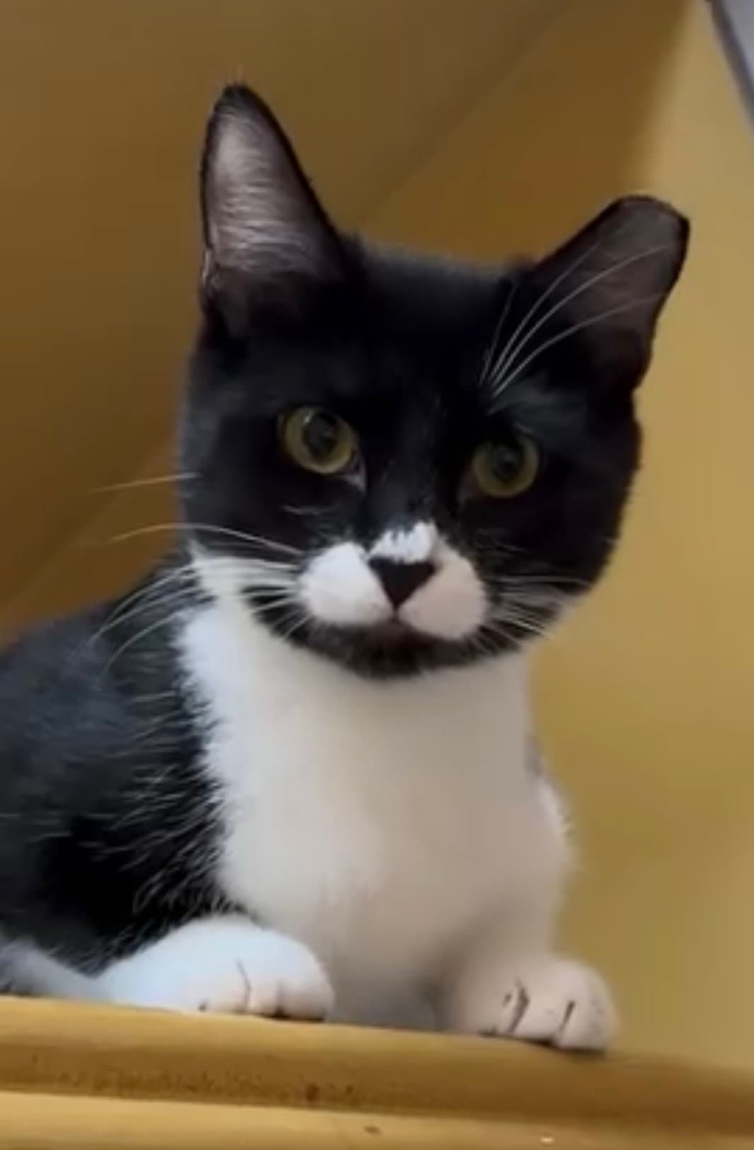 Zara - Domestic Short Hair