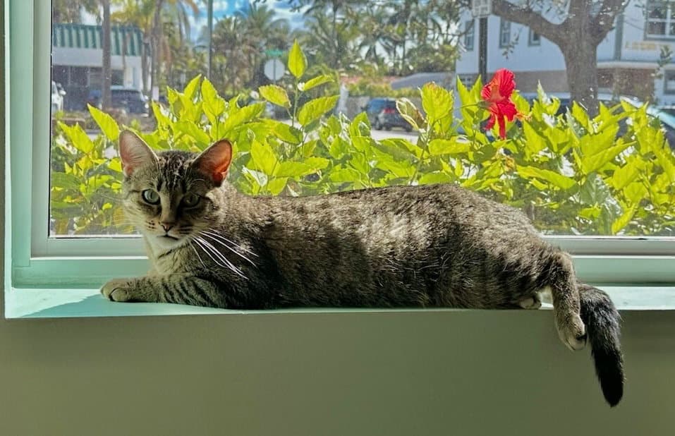 Carly - Domestic Short Hair