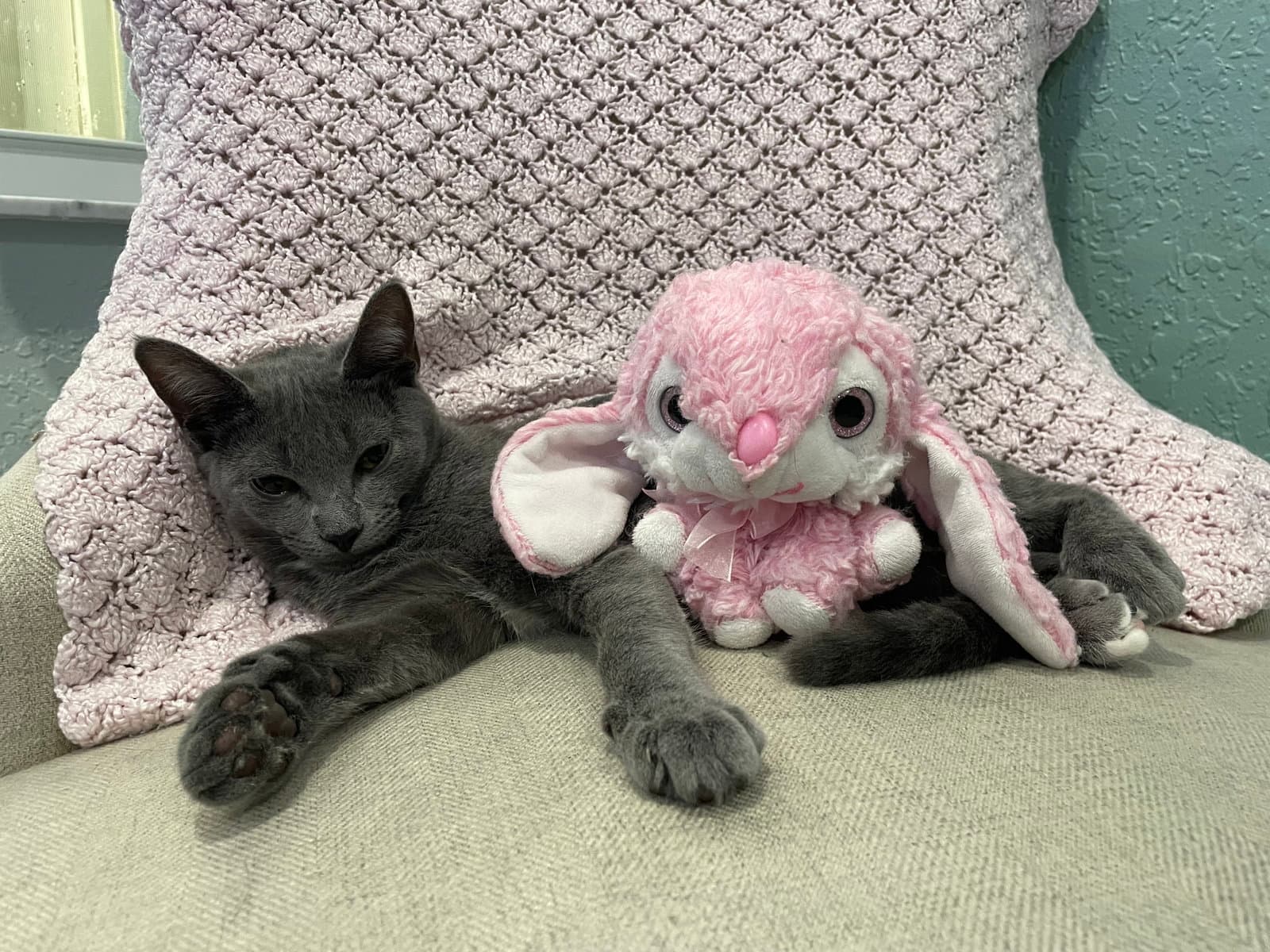 Addie - Domestic Short Hair