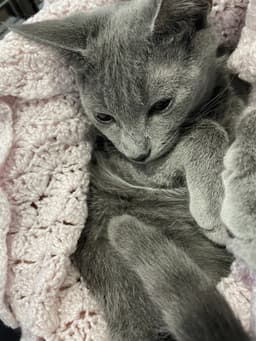 Addie image 3