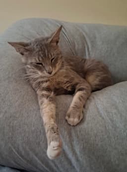 Charlie image 3