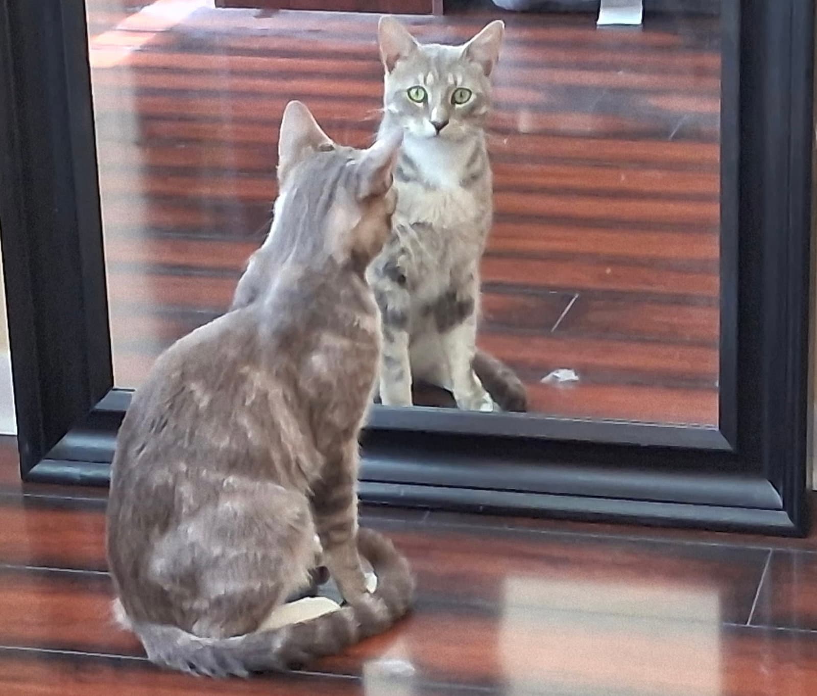 Charlie - Domestic Short Hair