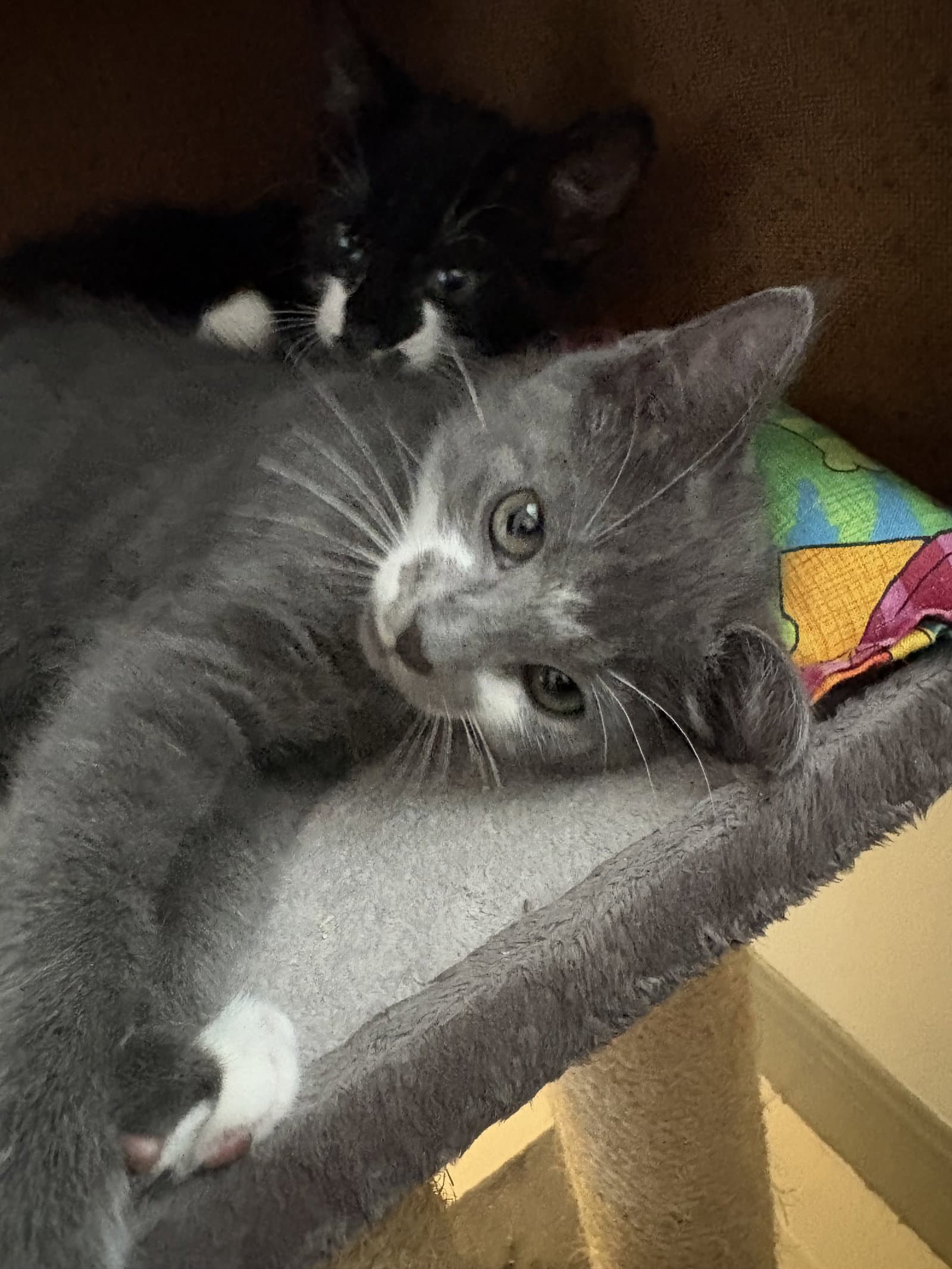 Leia - Domestic Short Hair