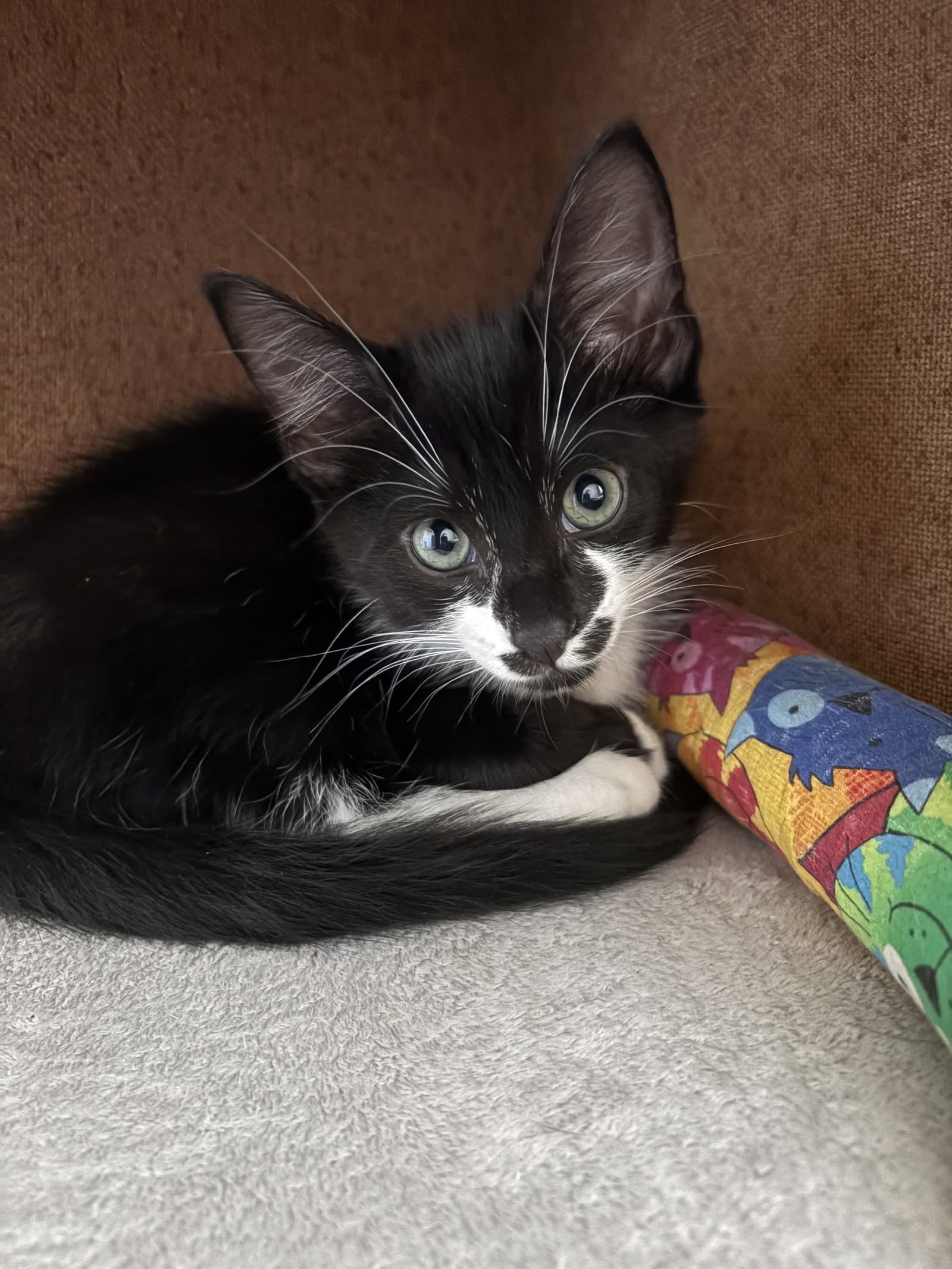 Luke - Domestic Short Hair