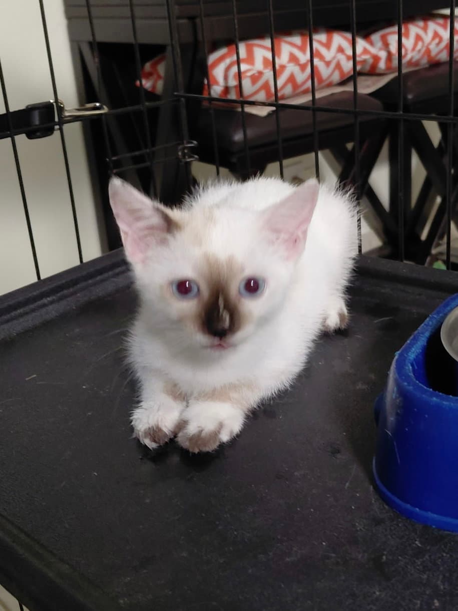 Aspen - Siamese
