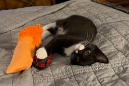 Sylvester image 1