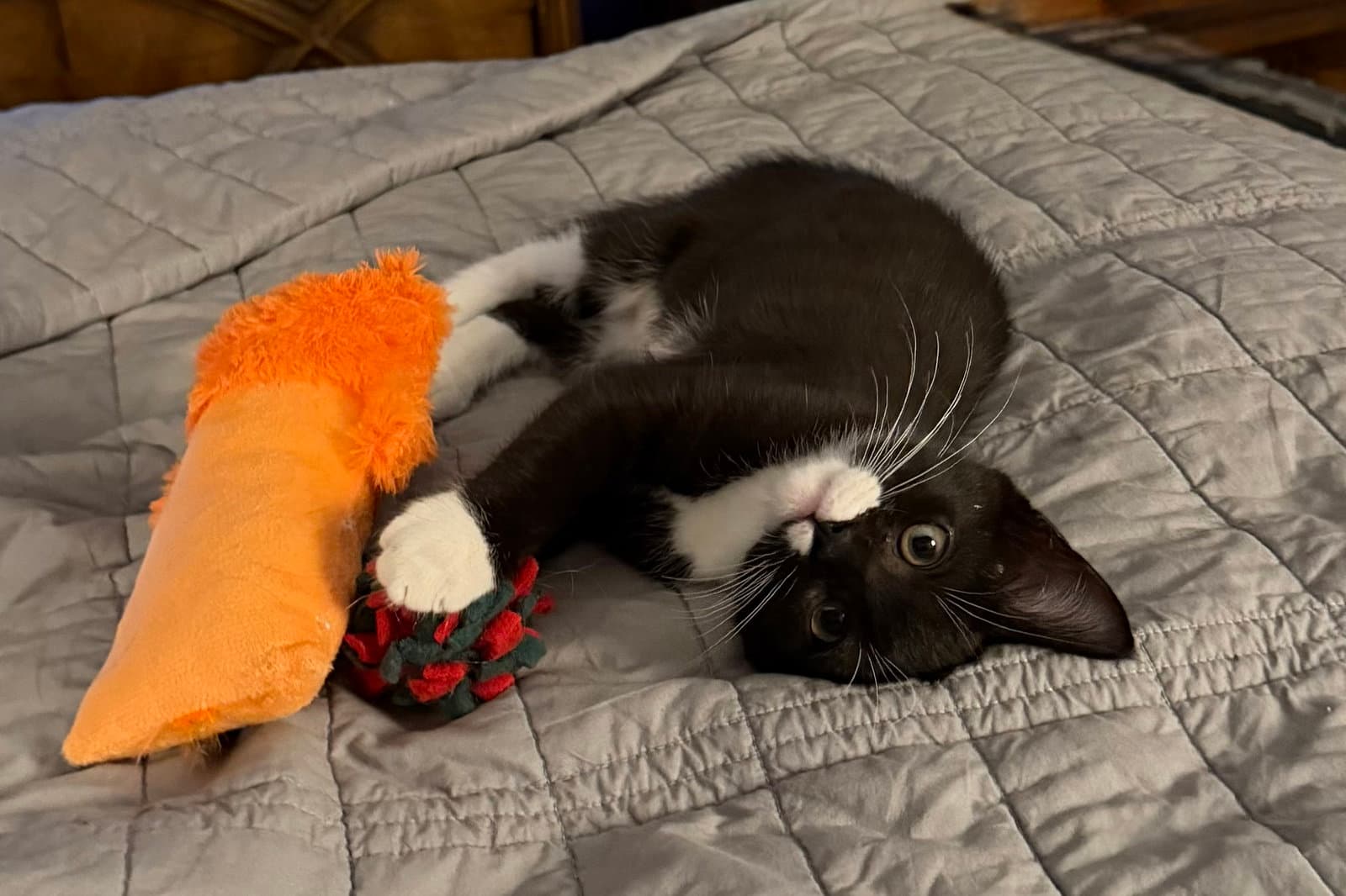 Sylvester
