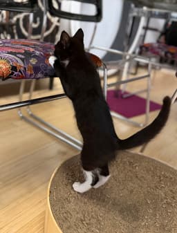 Sylvester image 2