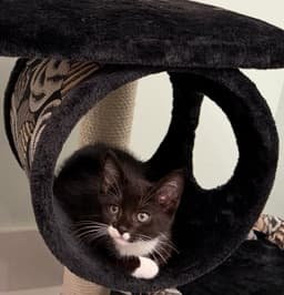 Sylvester image 3