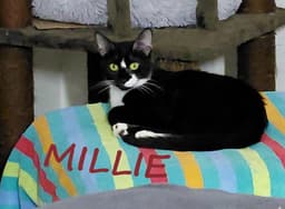 Millie image 1