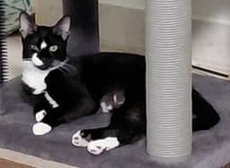 Millie image 2