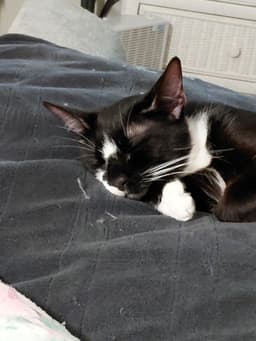 Millie image 3