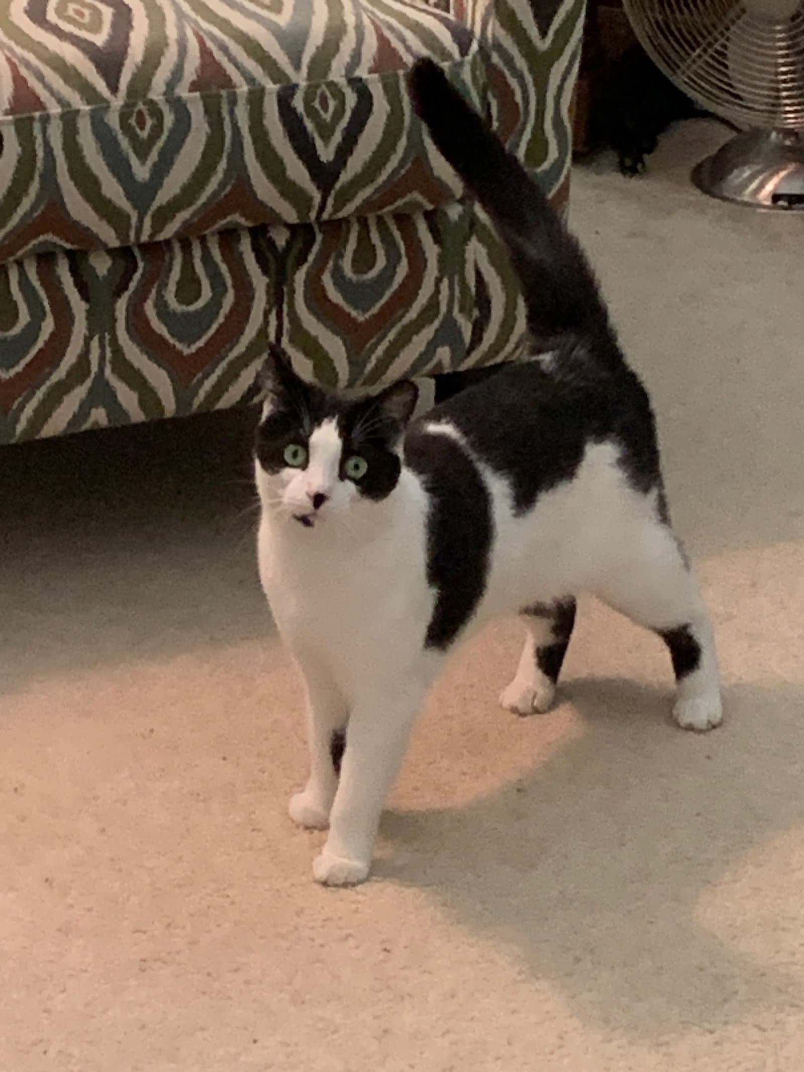 Cindy - Tuxedo