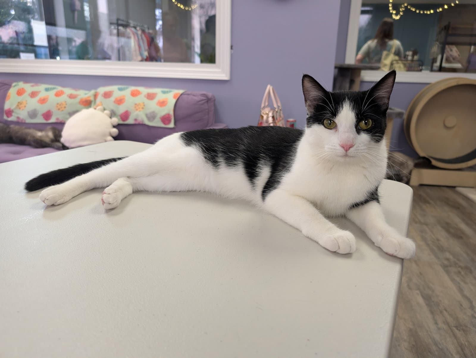 Rachel - Tuxedo