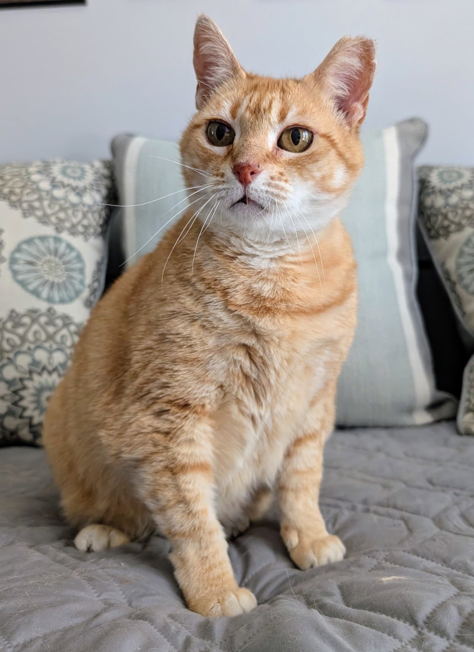 Clint - American Shorthair