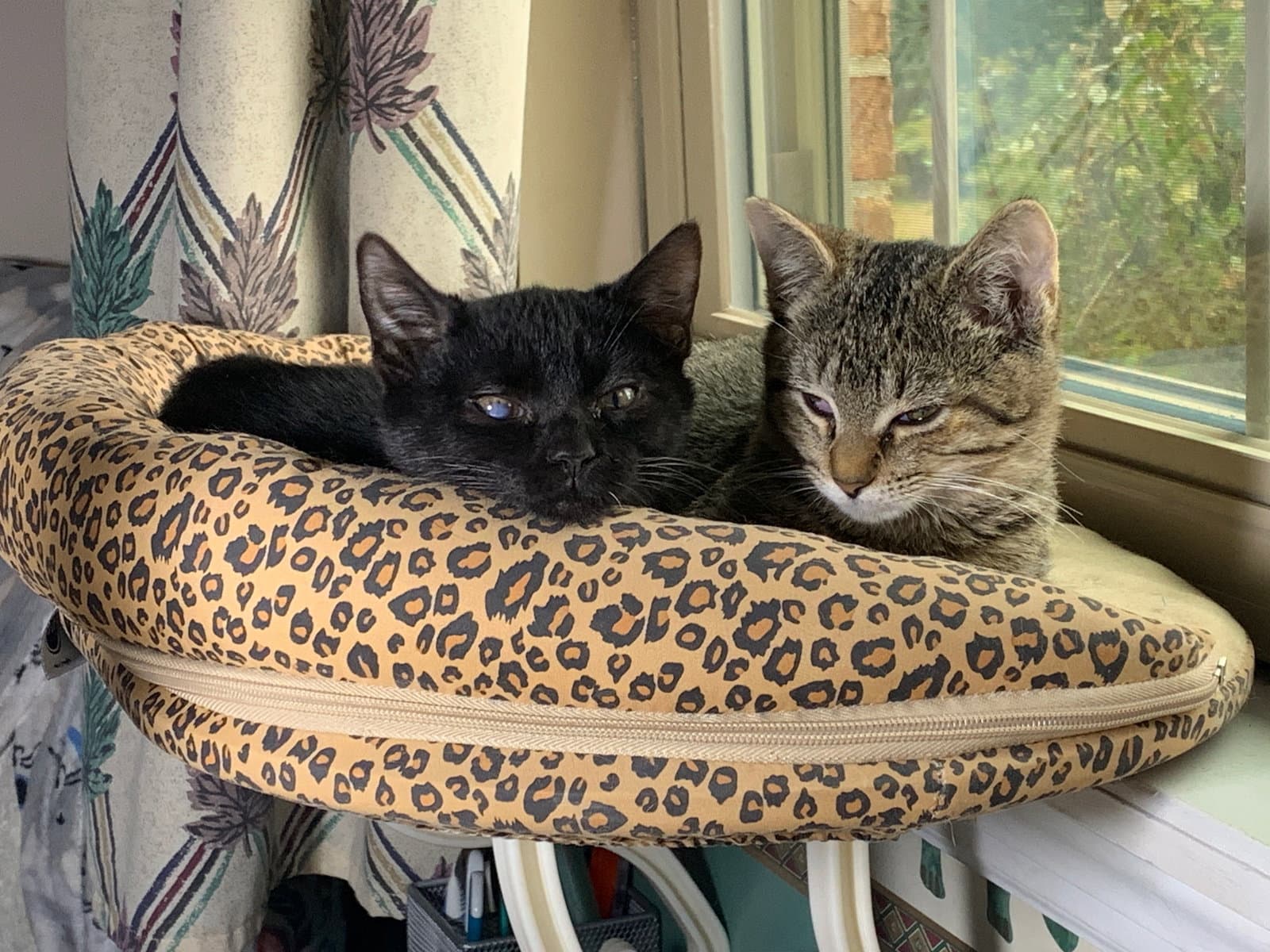 Carter And Tucker - American Shorthair