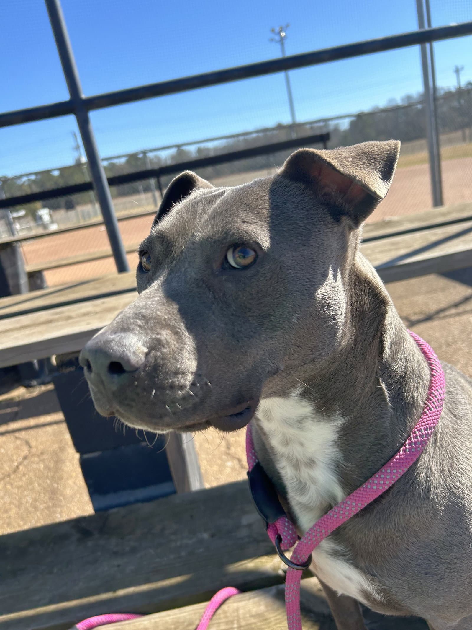 Lily - American Bulldog