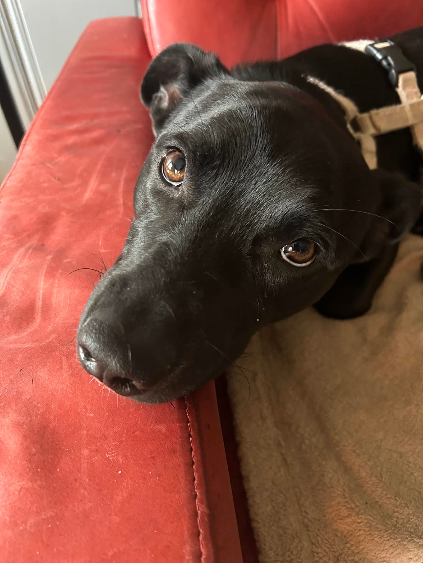 Oakley - Dachshund