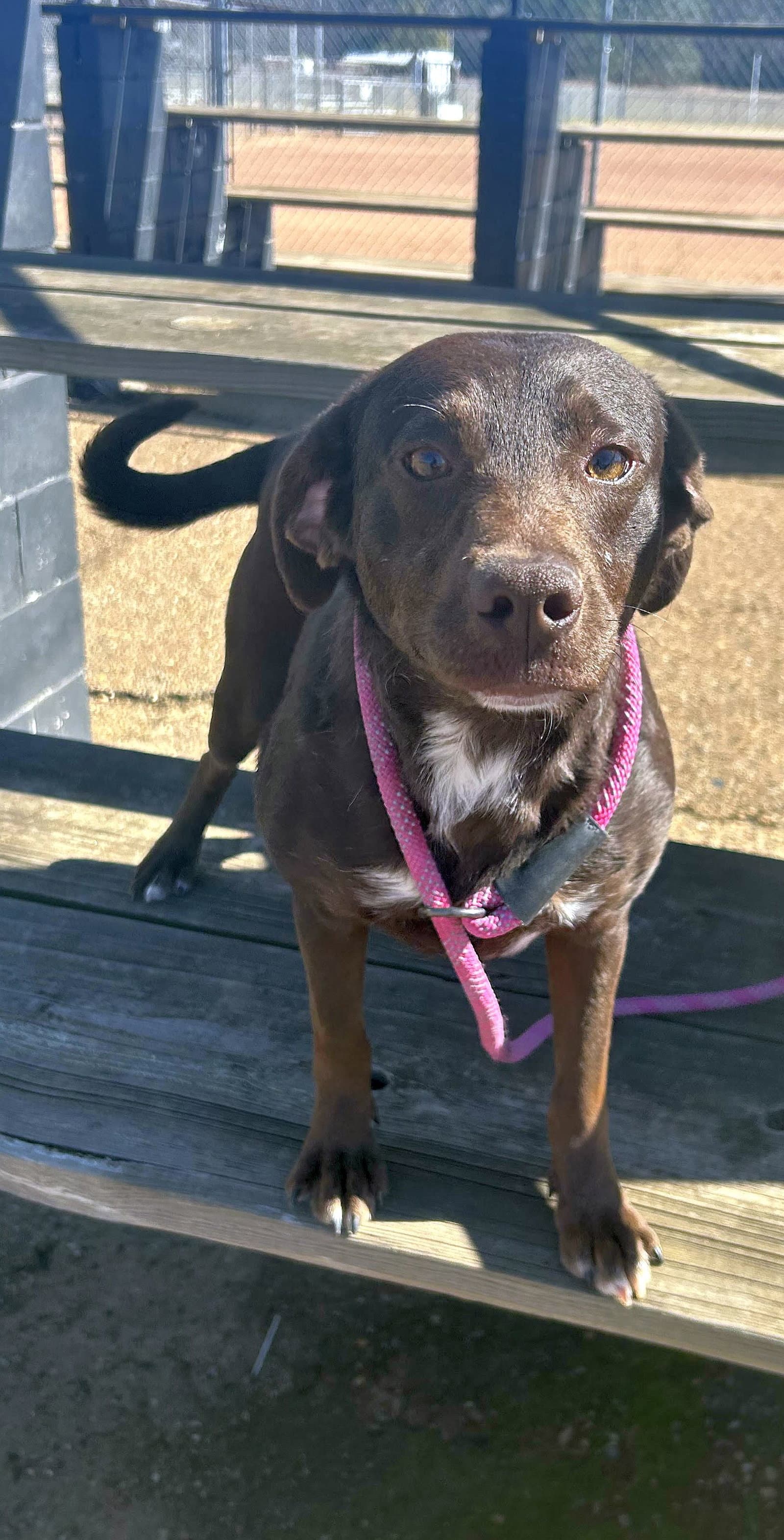 Lilah - Labrador Retriever