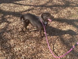 Lilah image 4