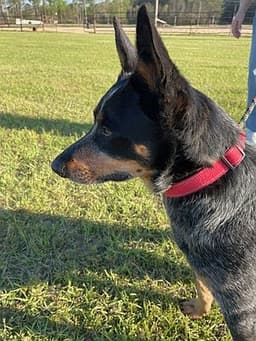 Murphy image 1