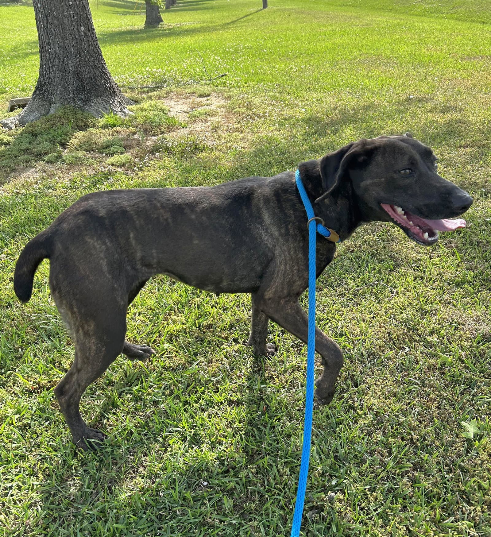Hazel - Pointer