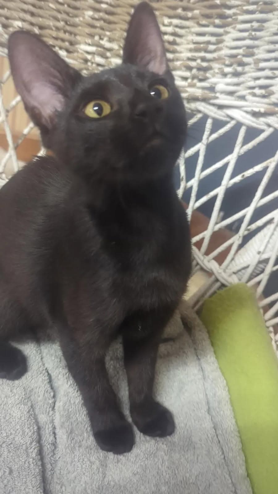Gumbo - Domestic Short Hair