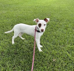 Molleigh image 1