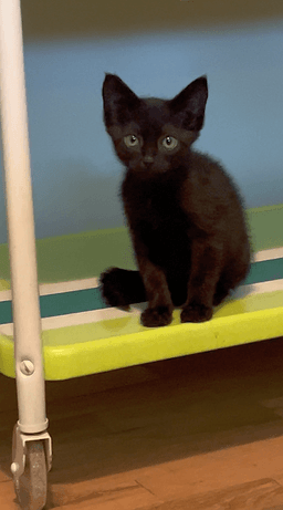 Cleo image 1