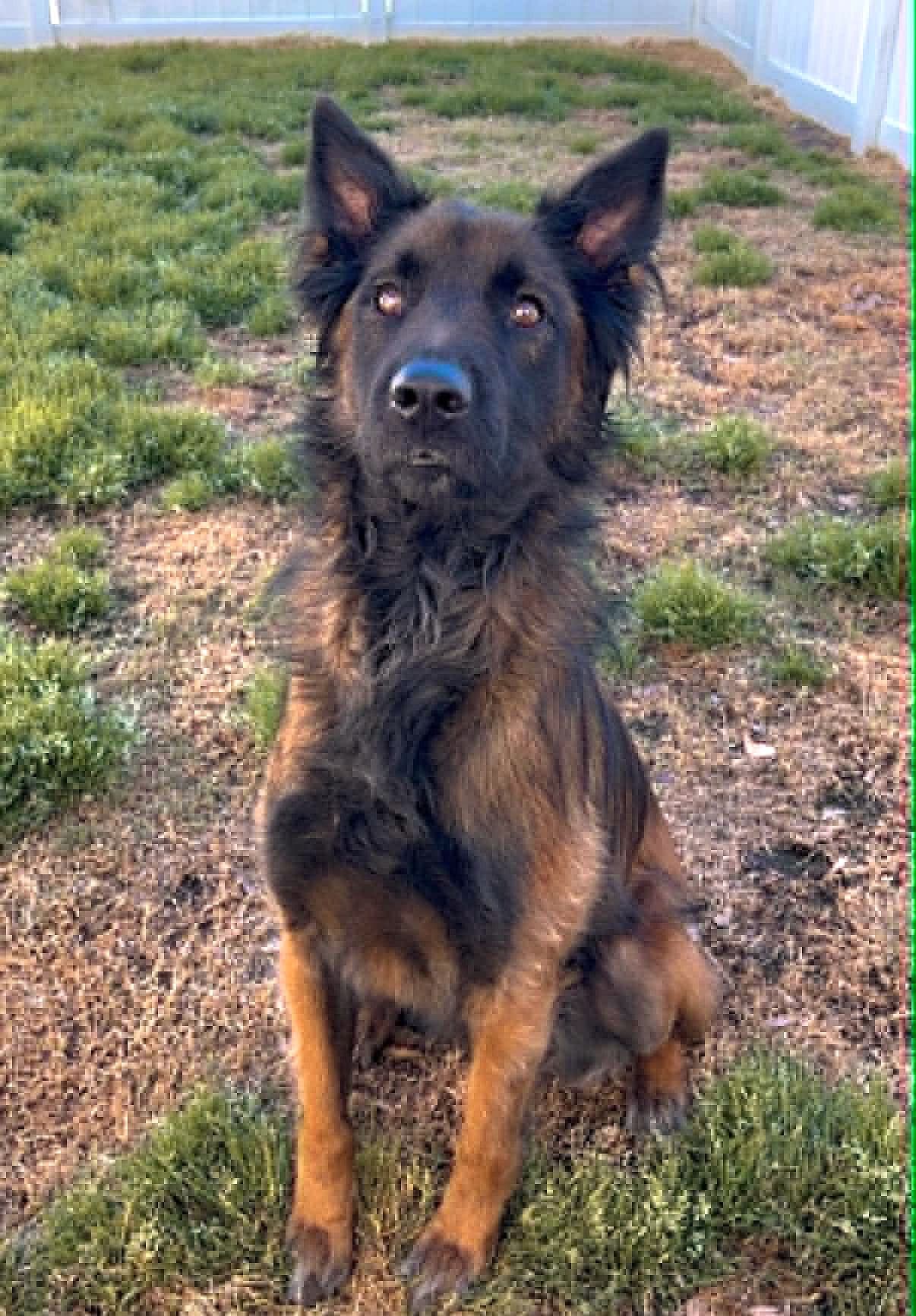 Diesel - Belgian Shepherd Malinois