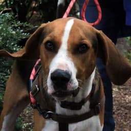Henry image 2