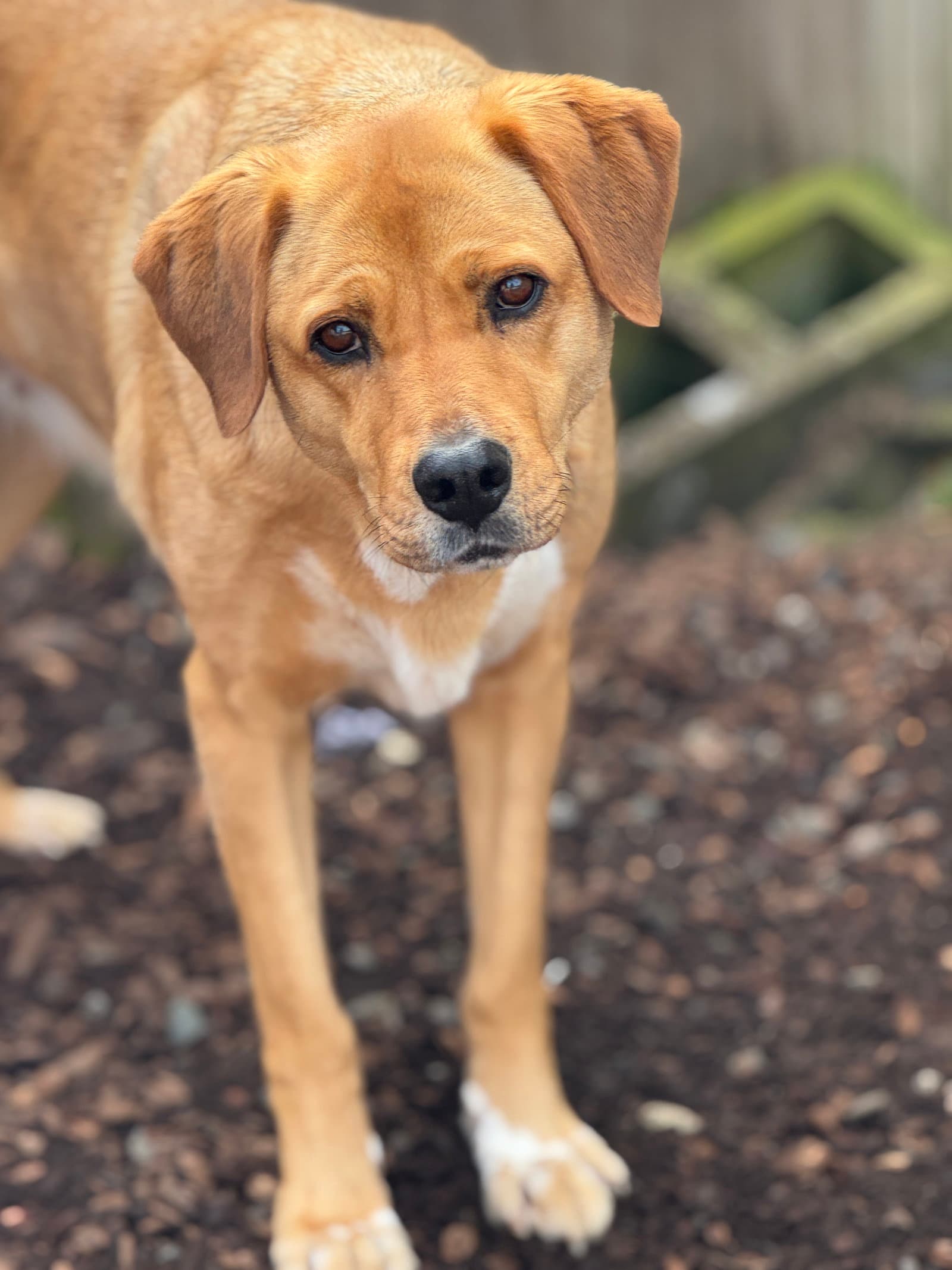 Pula - Shepherd
