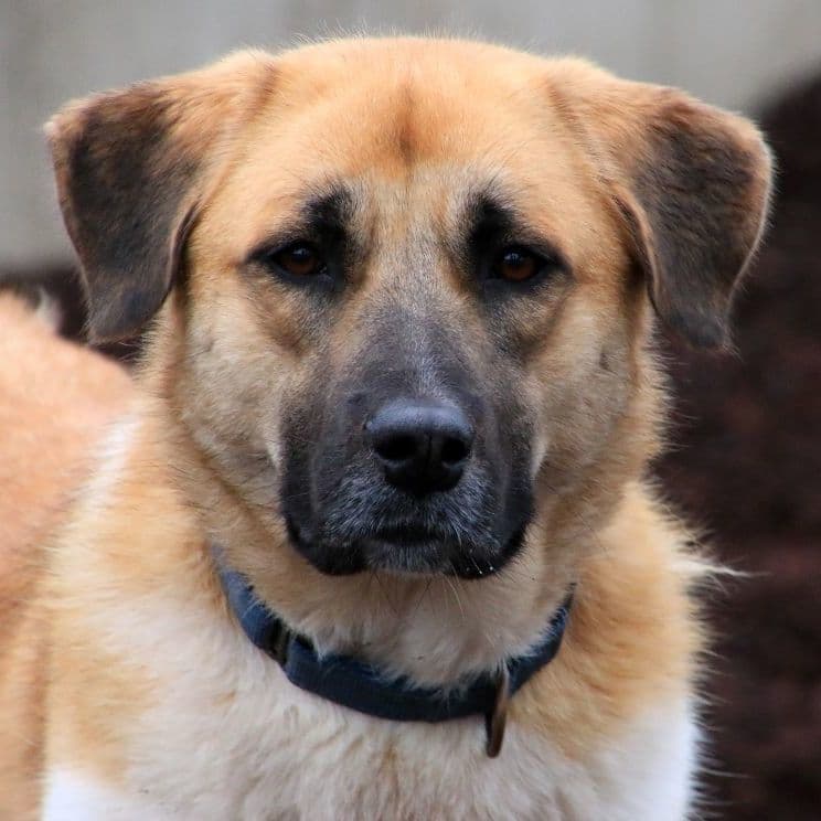 Becca - Anatolian Shepherd