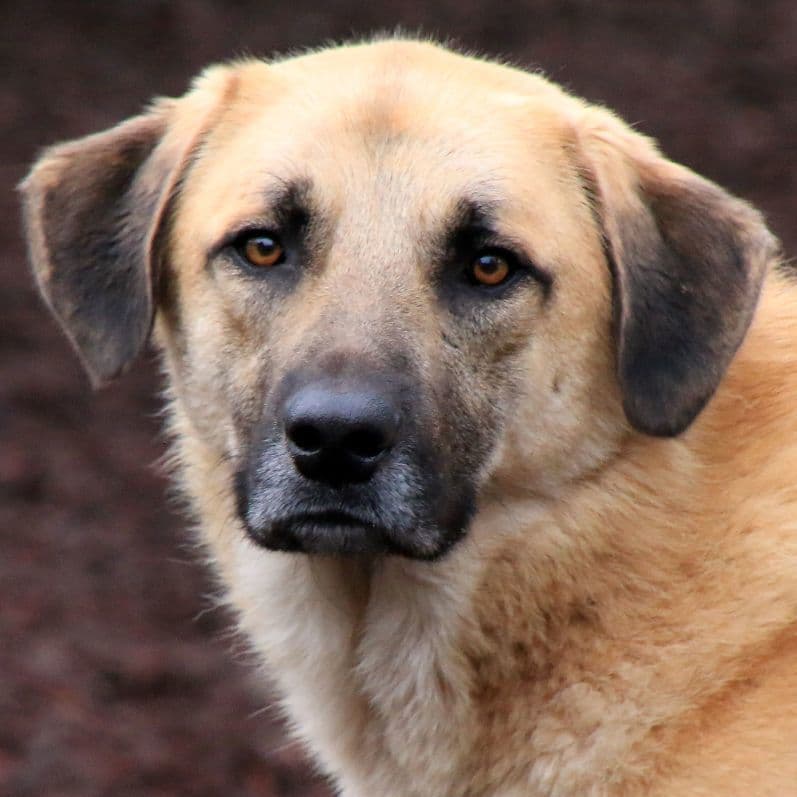 Austin - Anatolian Shepherd
