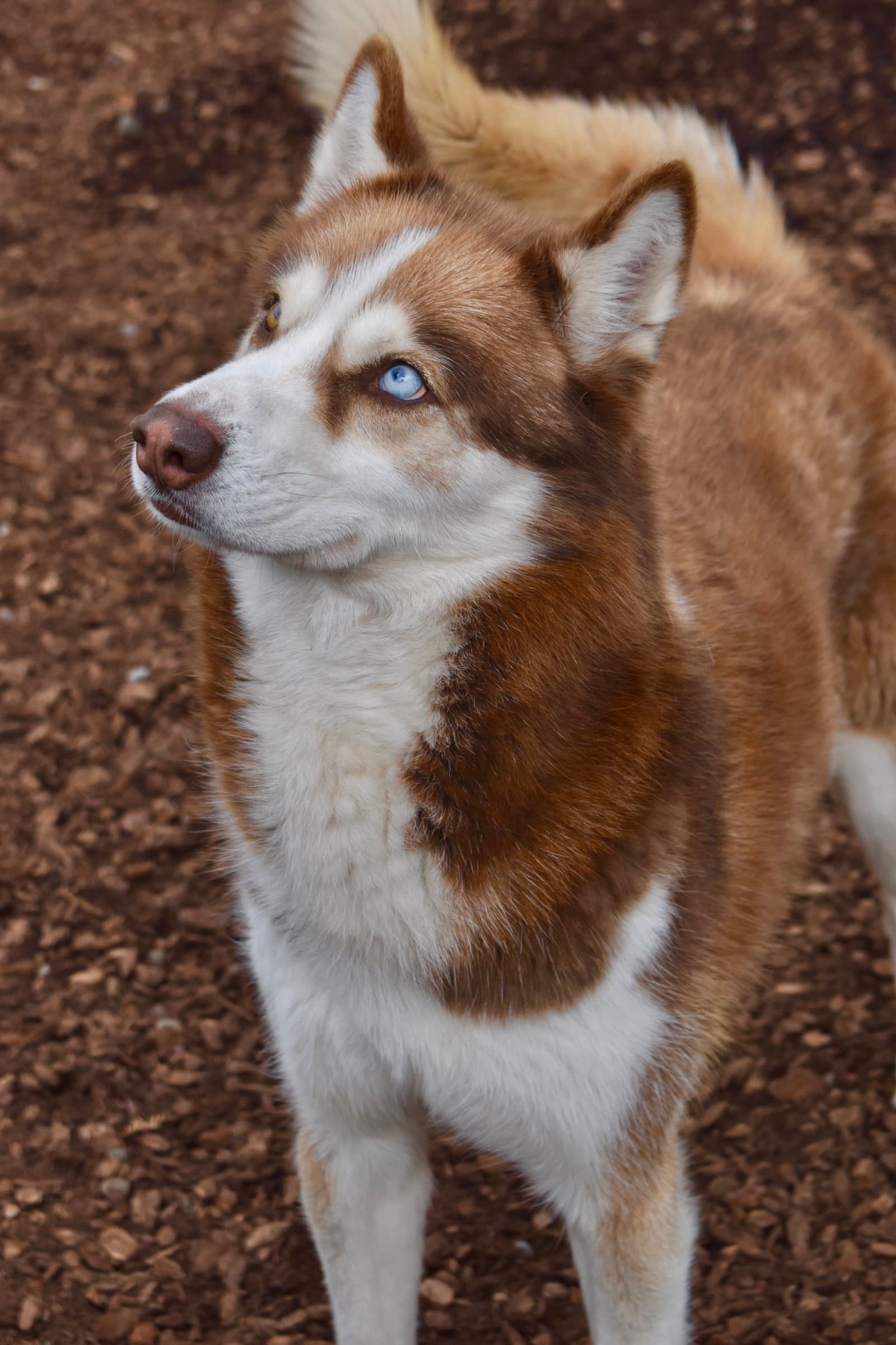 Juni - Siberian Husky
