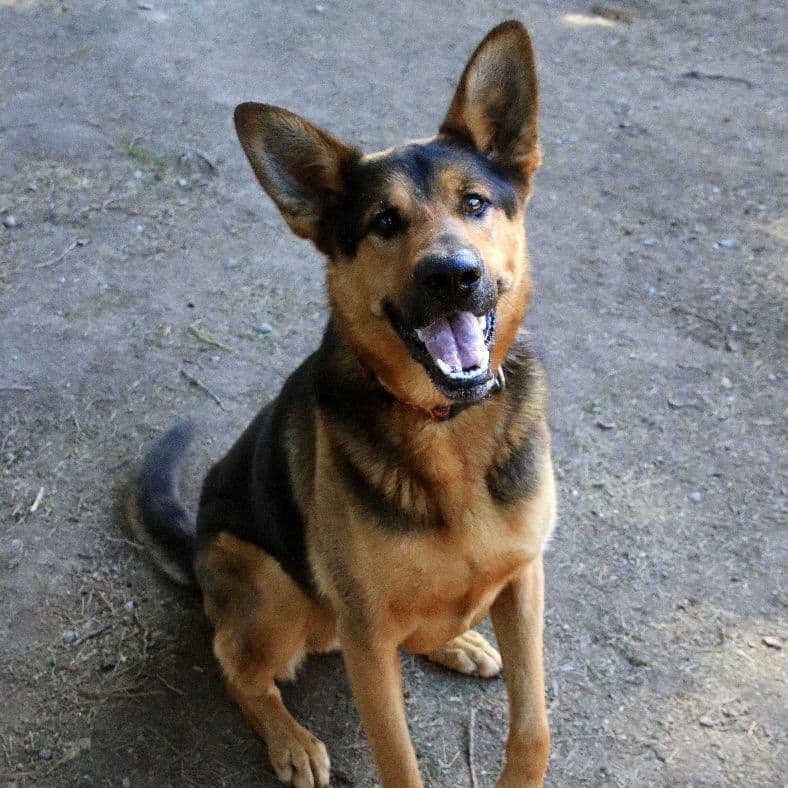 Dexter - German Shepherd Dog