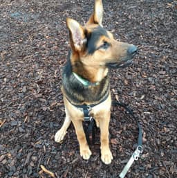 Dexter image 3