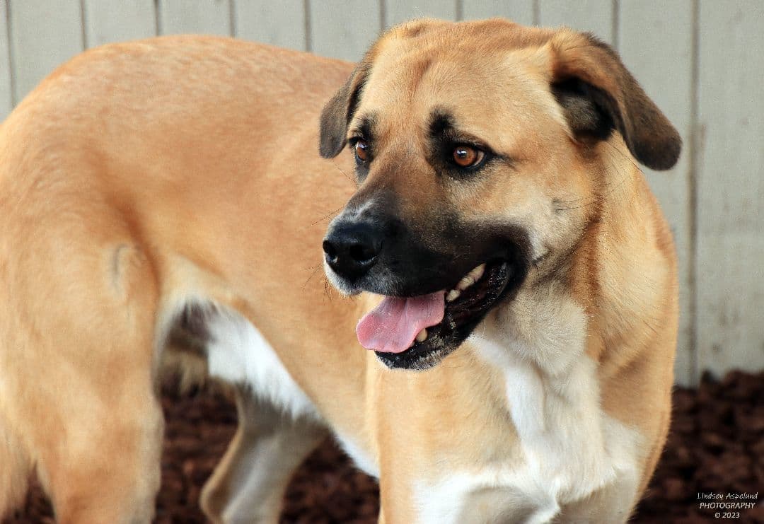 Buck - Shepherd