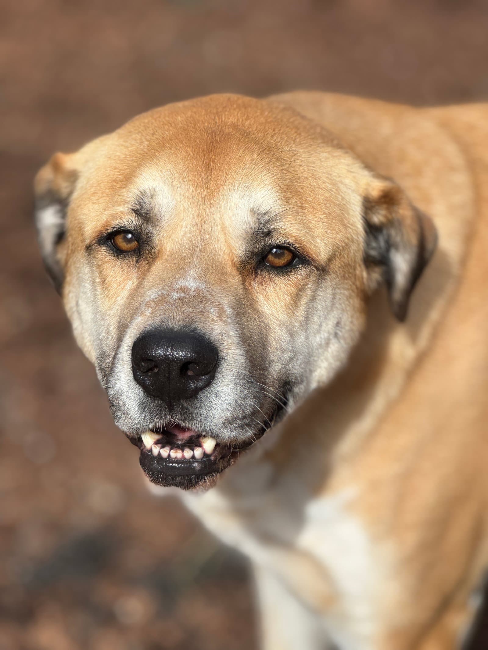 Gracie - Shepherd