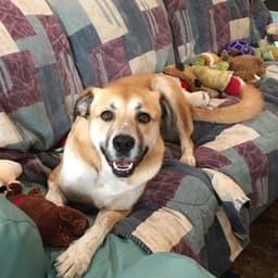 Gracie image 3
