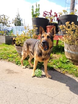 Brody image 1